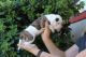 American Bulldog Puppies for sale in Agua Dulce, CA 91390, USA. price: $1,800