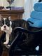American Bulldog Puppies for sale in Lancaster, PA, USA. price: NA