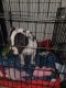 American Bulldog Puppies for sale in Casa Grande, AZ 85193, USA. price: NA