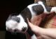 American Bulldog Puppies for sale in Orlando, FL, USA. price: NA