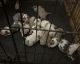American Bulldog Puppies for sale in Syracuse, NY, USA. price: $5,000