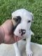 American Bulldog Puppies for sale in Hialeah, FL, USA. price: $850