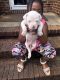 American Bulldog Puppies for sale in Raleigh, NC, USA. price: $600