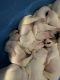 American Bulldog Puppies for sale in Fayetteville, NC, USA. price: $1,800
