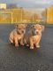 American Bulldog Puppies for sale in Cornelia St, New York, NY 10014, USA. price: $350