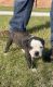 American Bulldog Puppies for sale in Sienna Plantation, TX, USA. price: NA