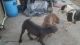 American Bulldog Puppies for sale in Aguanga, CA 92536, USA. price: $600