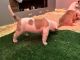 American Bulldog Puppies for sale in Thompson, CT, USA. price: $1,800
