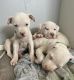 American Bulldog Puppies for sale in Tucson, AZ, USA. price: NA