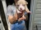 American Bulldog Puppies for sale in Ontario, OH 44906, USA. price: $3,500