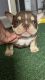 American Bulldog Puppies for sale in Stockton, CA 95209, USA. price: NA