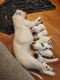 American Bulldog Puppies for sale in Clinton, MD, USA. price: $2,500