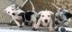 American Bulldog Puppies for sale in Cleveland, OH, USA. price: $300