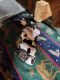 American Bulldog Puppies for sale in 136 Foreback Rd, Keyser, WV 26726, USA. price: $1,200