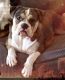 American Bulldog Puppies for sale in Albuquerque, NM, USA. price: NA