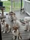 American Bulldog Puppies for sale in Burlington, NJ 08016, USA. price: $200