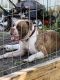 American Bulldog Puppies for sale in West Palm Beach, FL, USA. price: NA