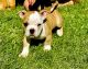 American Bulldog Puppies for sale in Las Vegas, NV 89148, USA. price: $2,000