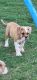 American Bulldog Puppies for sale in Huntsville, AL, USA. price: $500