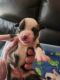 American Bulldog Puppies for sale in Chesterton, IN 46304, USA. price: $900