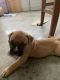 American Bulldog Puppies for sale in Fort Mill, SC, USA. price: $800