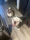 American Bulldog Puppies for sale in Grand Prairie, TX, USA. price: $350,000