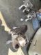 American Bulldog Puppies for sale in Bakersfield, CA, USA. price: $200