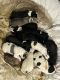 American Bulldog Puppies for sale in 15591 Alvarado St, Lake Elsinore, CA 92530, USA. price: $1,500