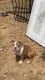 American Bulldog Puppies for sale in 10107 Quintero St, Commerce City, CO 80022, USA. price: $2,500