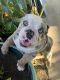 American Bulldog Puppies for sale in Riverside, CA, USA. price: $2,500