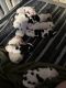 American Bulldog Puppies for sale in Parkersburg, WV, USA. price: $1,200