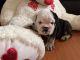 American Bulldog Puppies for sale in 3909 Sardis Church Rd, Buford, GA 30519, USA. price: $2,500