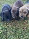 American Bulldog Puppies for sale in Liberty Chapel Rd, South Carolina 29506, USA. price: $150