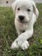American Bulldog Puppies for sale in St. Augustine, FL, USA. price: $500