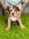American Bulldog Puppies for sale in Hialeah, FL, USA. price: $180,025