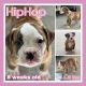 American Bulldog Puppies for sale in McDonough, GA, USA. price: $1,200