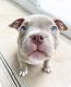 American Bulldog Puppies for sale in Los Angeles, CA, USA. price: $300