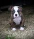 American Bulldog Puppies for sale in McDonough, GA, USA. price: $1,200