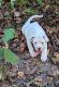 American Bulldog Puppies for sale in TN-30, Decatur, TN, USA. price: $500