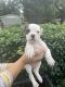 American Bulldog Puppies for sale in Satsuma, AL, USA. price: $800
