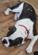 American Bulldog Puppies for sale in Phoenix, AZ, USA. price: $450