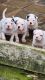 American Bulldog Puppies for sale in Belvidere, TN 37306, USA. price: $925