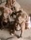 American Bulldog Puppies for sale in Bees Creek NT 0822, Australia. price: $2,500