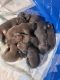 American Bulldog Puppies for sale in Cedar Rapids, IA 52404, USA. price: $700