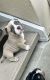 American Bulldog Puppies for sale in Miami Gardens, FL, USA. price: $5,000