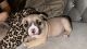 American Bulldog Puppies for sale in Miami Gardens, FL, USA. price: $3,500