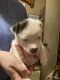 American Bulldog Puppies for sale in Atkins, AR 72823, USA. price: NA