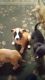 American Bulldog Puppies for sale in Spokane, WA, USA. price: $70