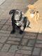 American Bulldog Puppies for sale in Colton, CA, USA. price: $1,500