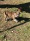 American Bulldog Puppies for sale in Deltona, Florida. price: $1,500